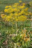 Ferula diversivittata