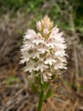 Anacamptis pyramidalis. Соцветие (белоцветковая форма). Греция, о. Родос, окр. поселения Лакки, опушка соснового леса. 6 мая 2011 г.