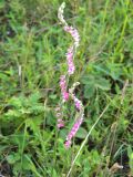 Spiranthes australis. Верхушки побегов с соцветиями. Приморский край, о-в Попова, разнотравный луг. 16.08.2010.