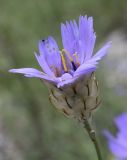 Catananche caerulea