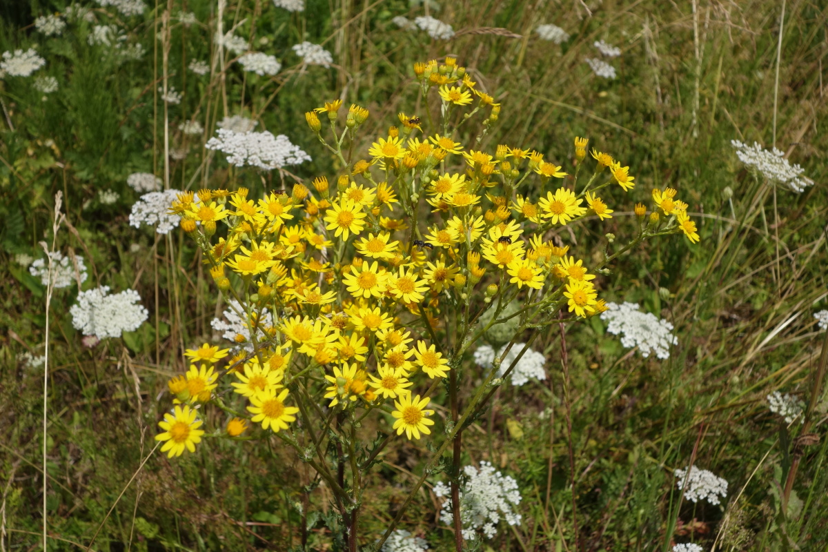 Изображение особи Senecio jacobaea.