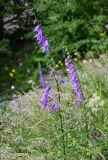 Campanula rapunculoides