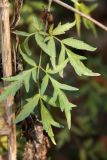 Sambucus форма laciniata