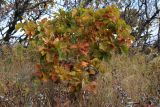 Quercus mongolica