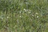 Anthemis jailensis