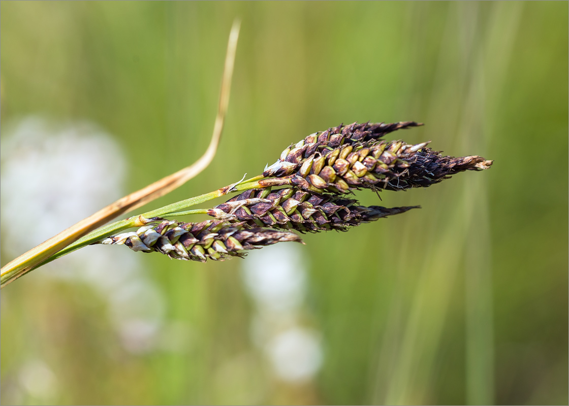 Изображение особи Carex atrata.