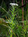 Achillea ptarmica подвид macrocephala. Верхушка цветущего растения (рядом видны побеги Juncus). Курильские о-ва, о-в Итуруп, окр. мыса Исопараури, берег ручья. 22.08.2023.