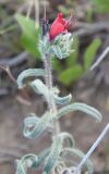 Echium angustifolium. Верхушка побега с соцветием. Израиль, г. Ашдод, пустырь на песках. 01.03.2011.