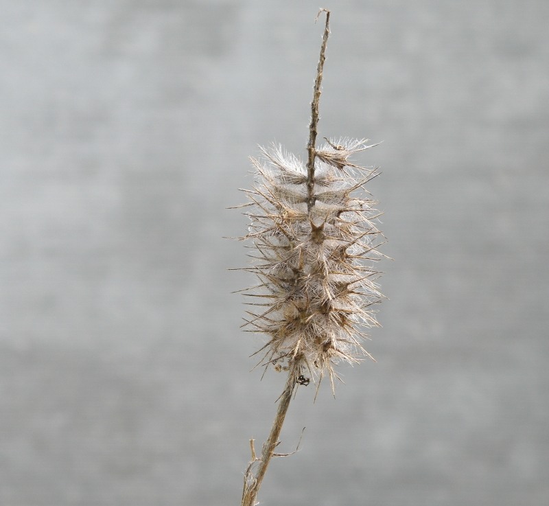 Изображение особи Trifolium angustifolium.