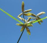 Image of taxon representative. Author is Галина Конечная