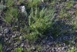 Astragalus henningii