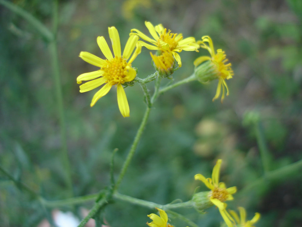 Изображение особи Senecio grandidentatus.