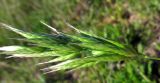 Bromus hordeaceus. Соцветие. Испания, г. Валенсия, Альбуфера (Albufera de Valencia), окрайка рисового поля. 6 апреля 2012 г.