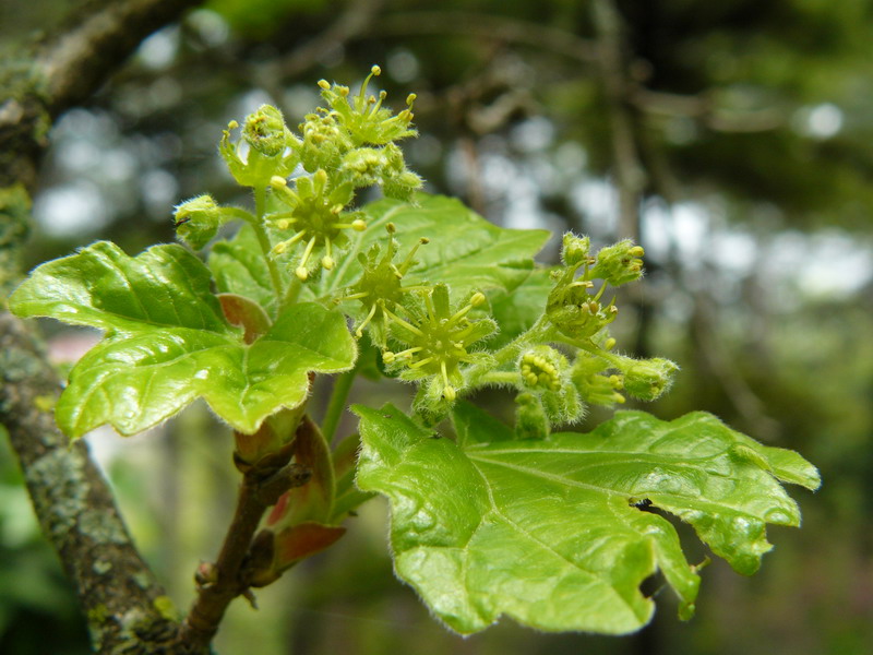 Изображение особи Acer campestre.