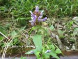 Prunella vulgaris