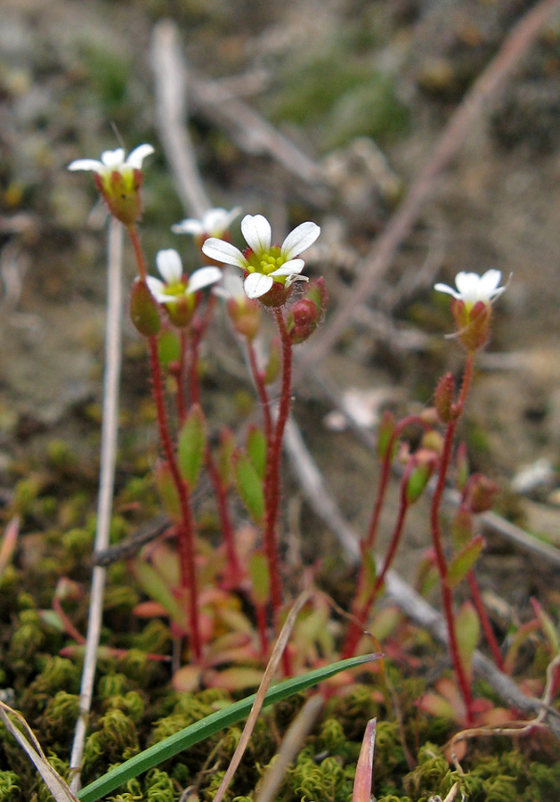 Изображение особи Saxifraga tridactylites.