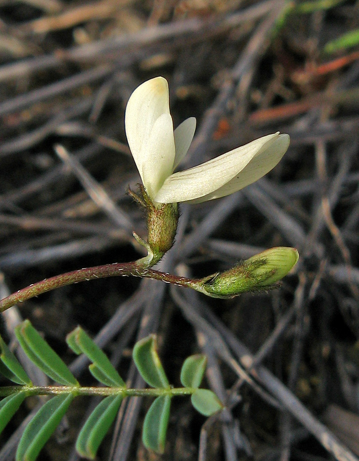 Изображение особи Astragalus guttatus.