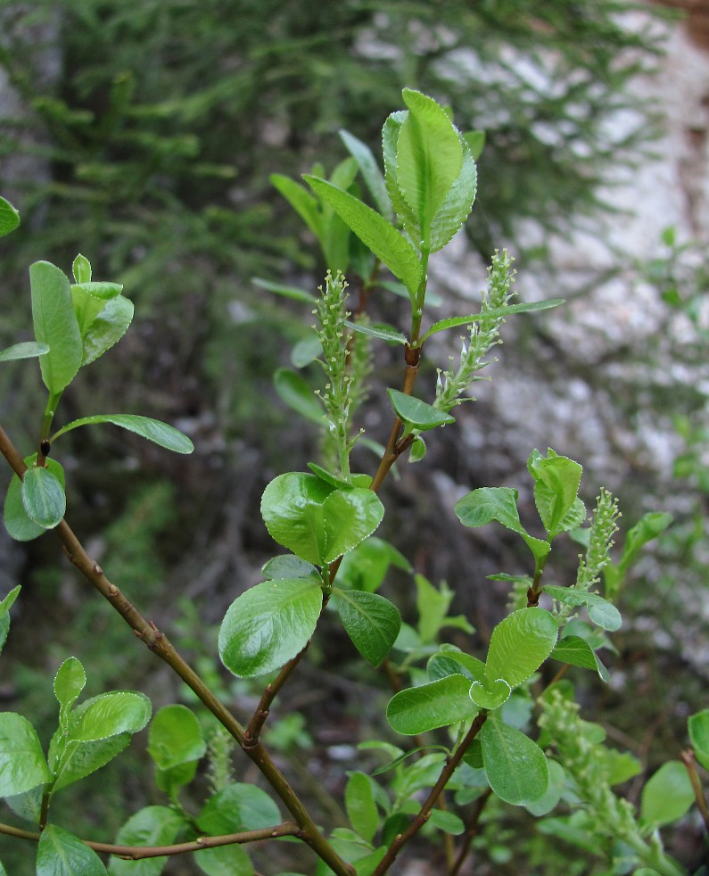 Изображение особи Salix arbuscula.