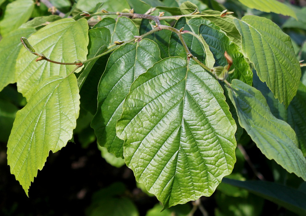 Изображение особи Hamamelis virginiana.