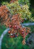 Juniperus deltoides