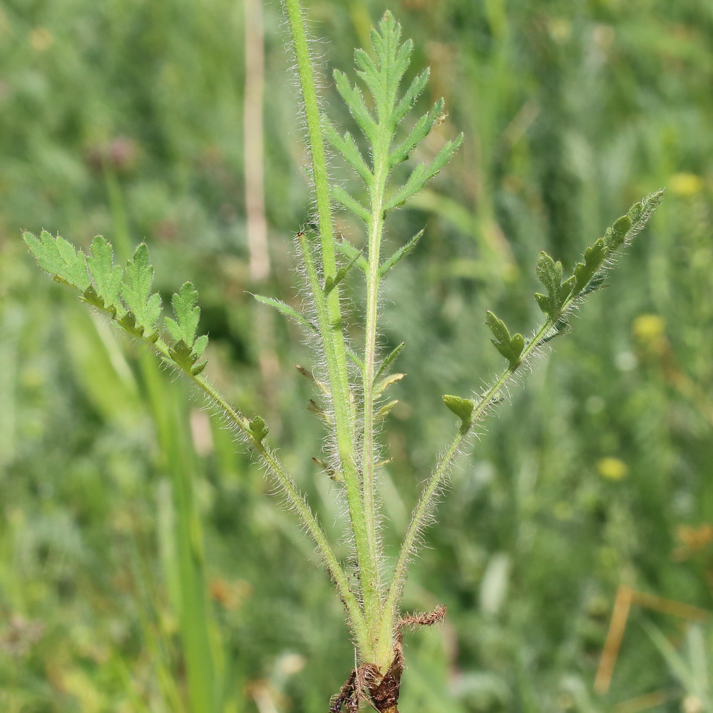 Image of genus Papaver specimen.