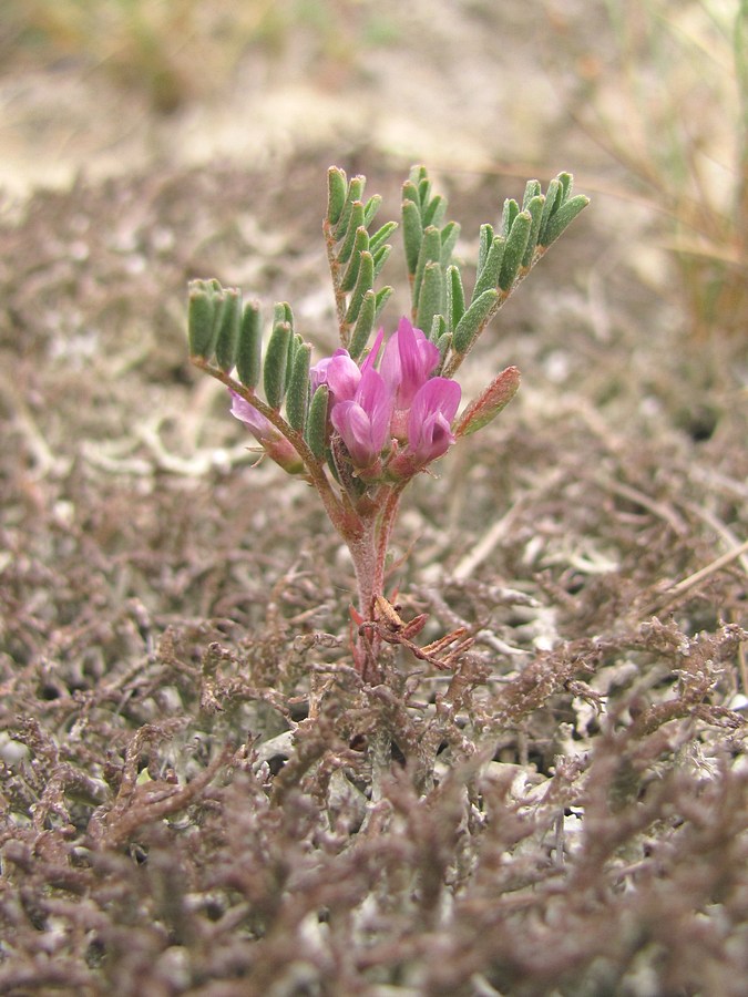 Изображение особи Astragalus oxyglottis.