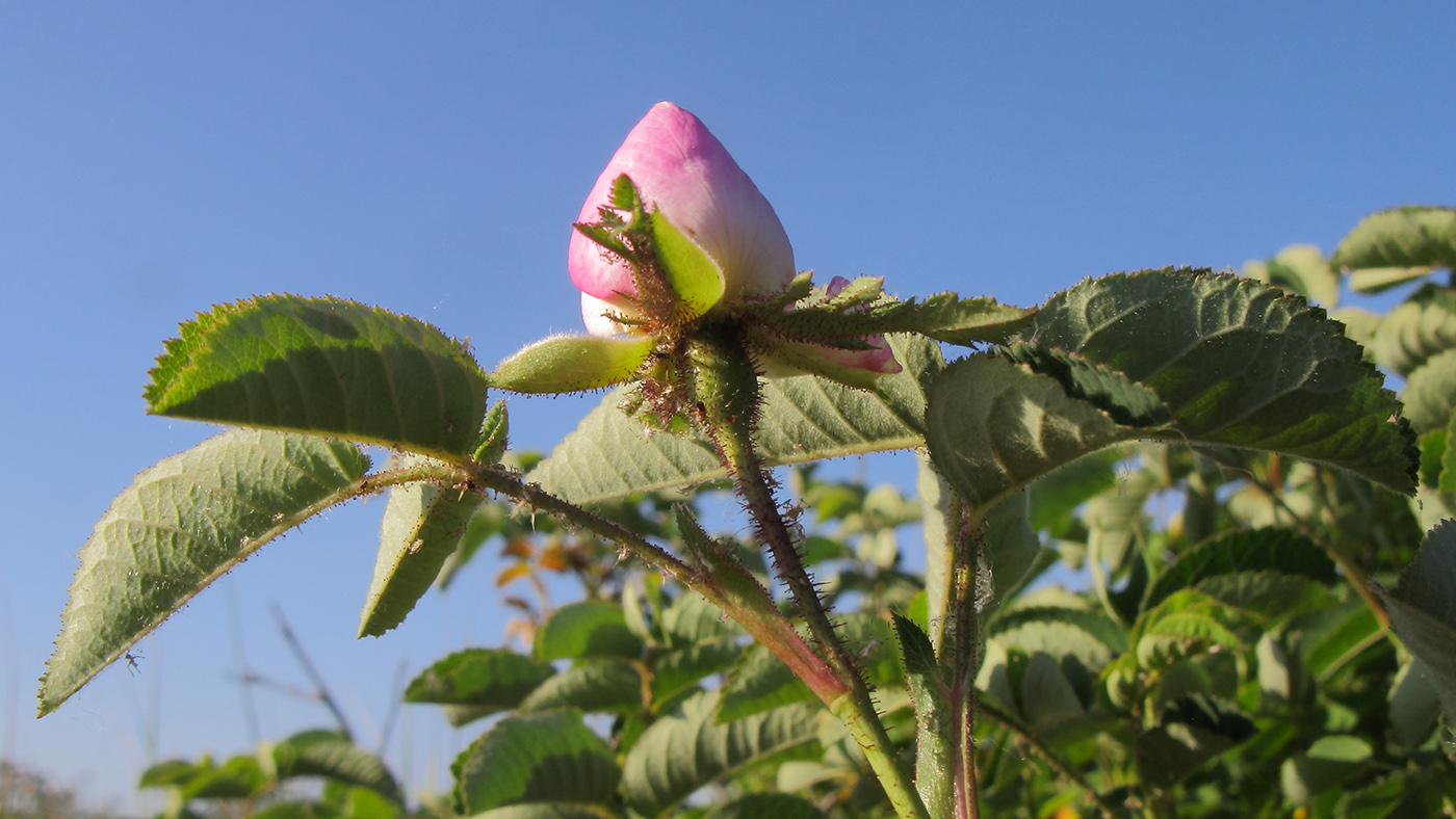 Image of Rosa gallica specimen.