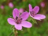 Erodium cicutarium. Цветки. Нидерланды, провинция Groningen, окр. населённого пункта Zuidbroek, рудеральное местообитание на обочине дороги. 4 июля 2009 г.