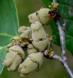 Hamamelis vernalis