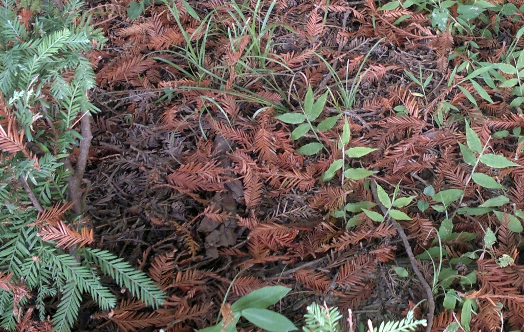 Image of Sequoia sempervirens specimen.