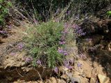 Oxytropis coerulea