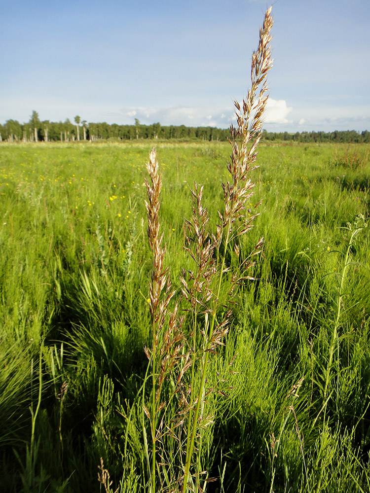 Изображение особи Trisetum sibiricum.