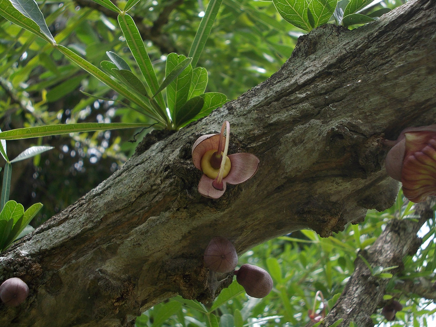 Image of Crescentia alata specimen.