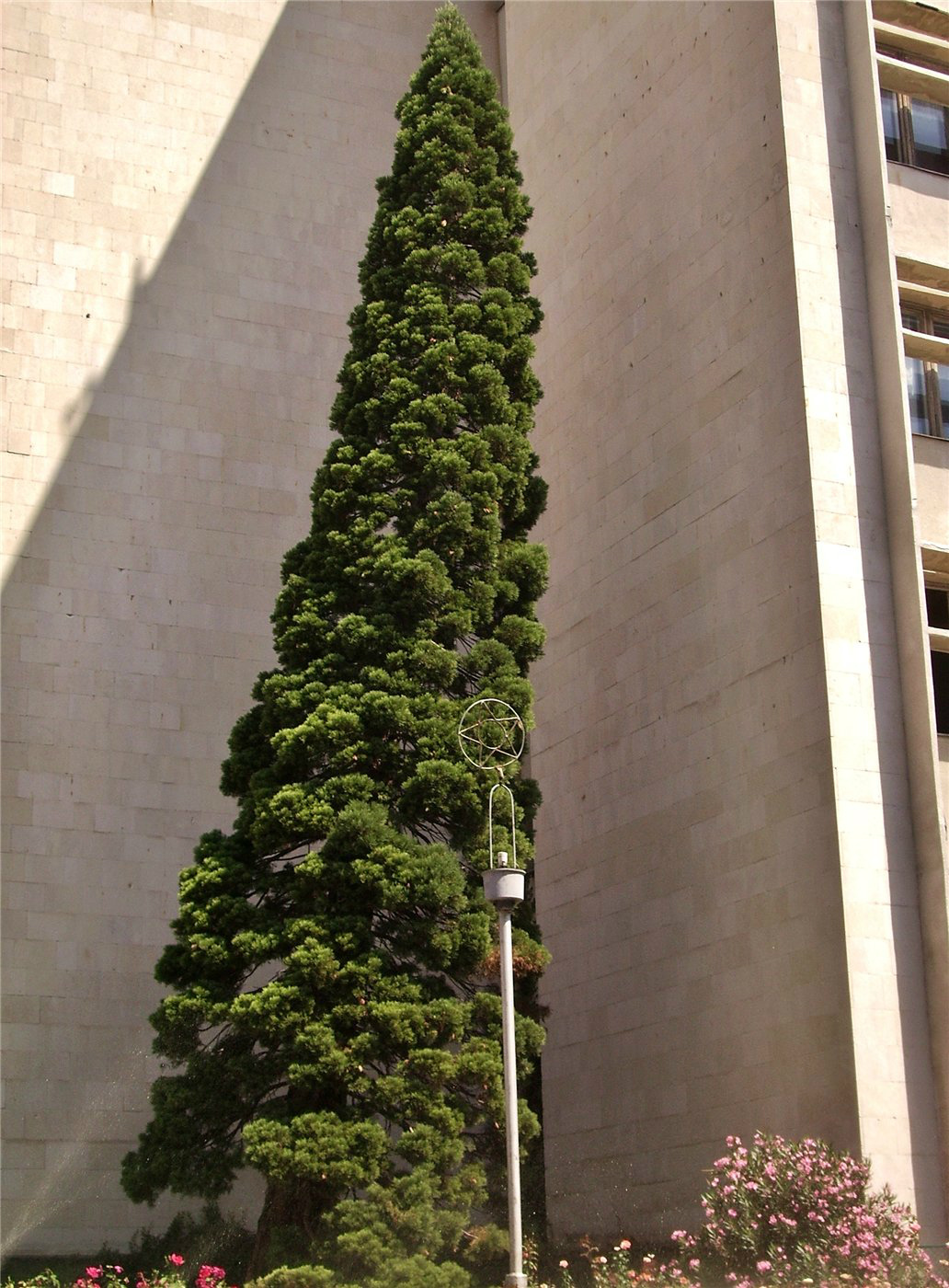 Изображение особи Sequoiadendron giganteum.