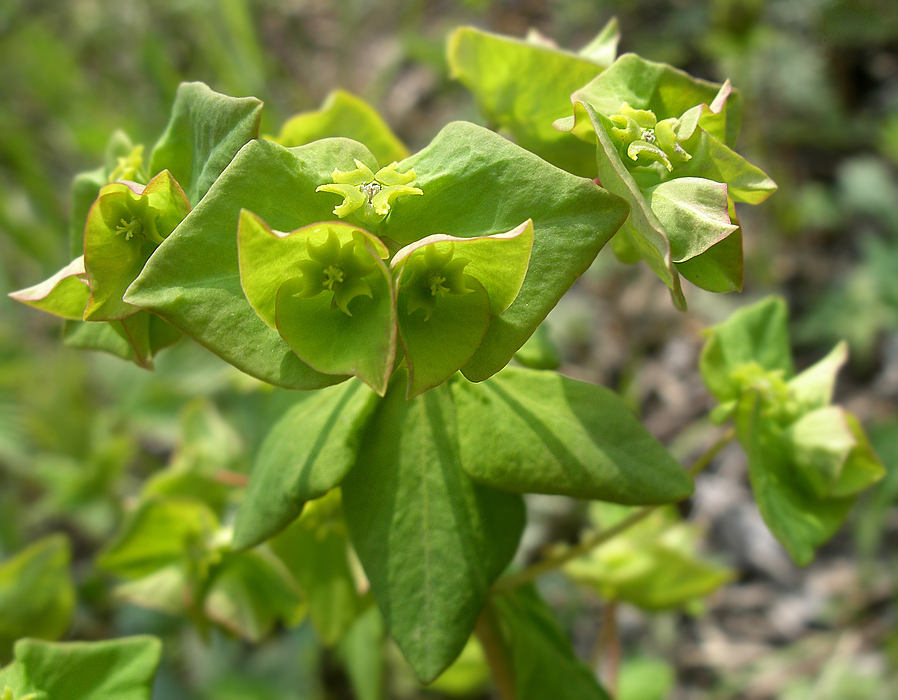 Изображение особи Euphorbia savaryi.