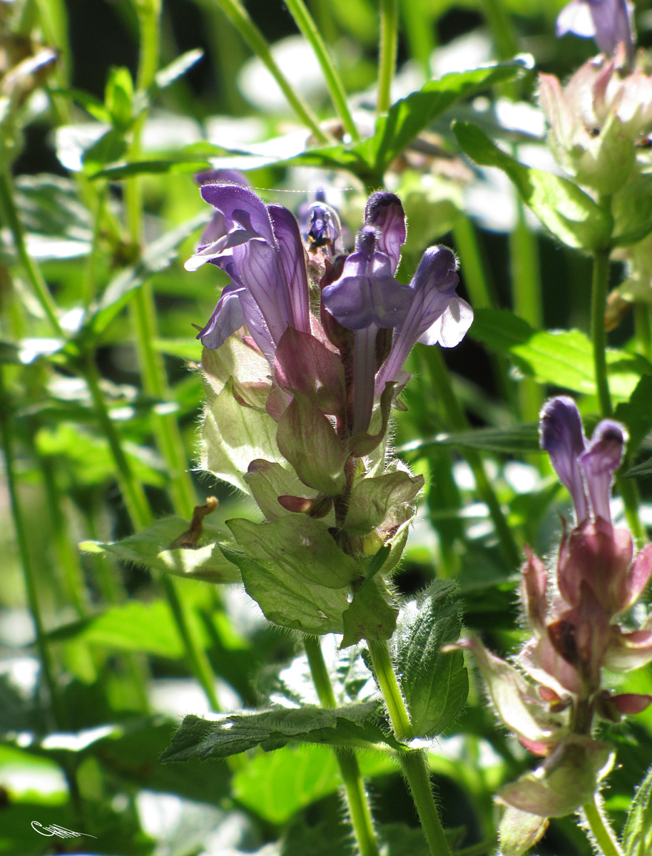 Изображение особи Scutellaria altaica.