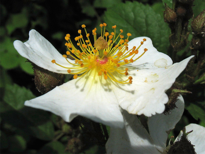 Изображение особи Rosa multiflora.
