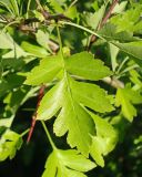 род Crataegus