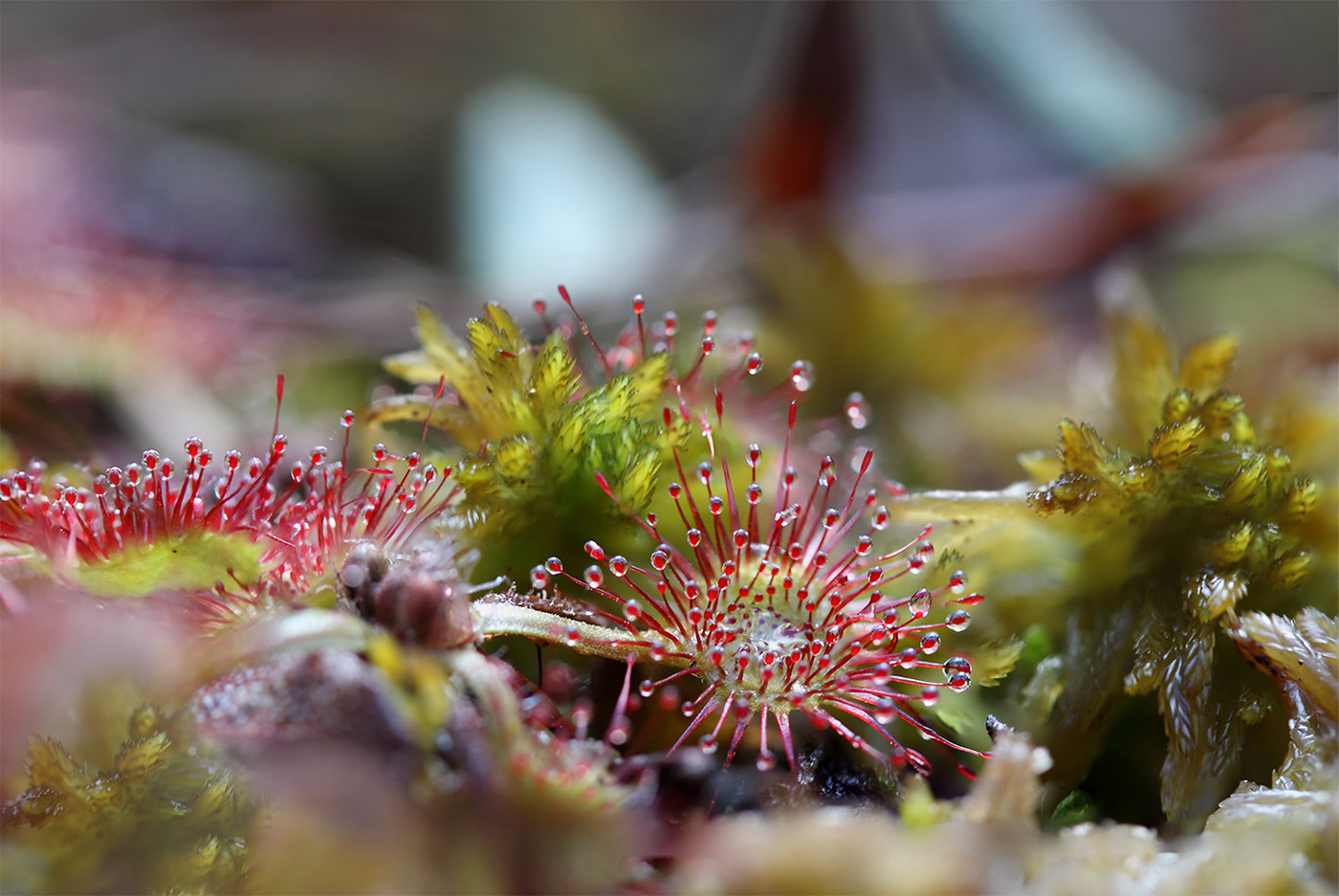 Изображение особи Drosera rotundifolia.