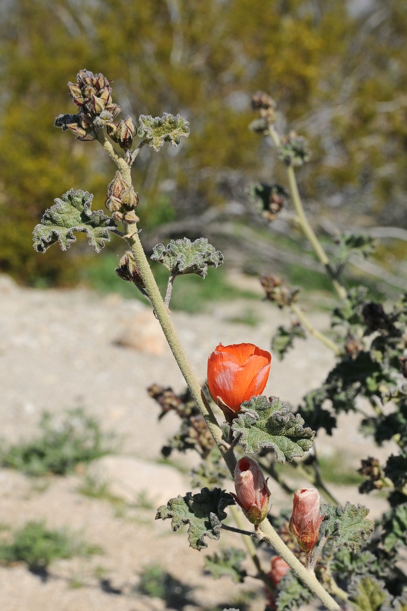 Изображение особи Sphaeralcea ambigua.