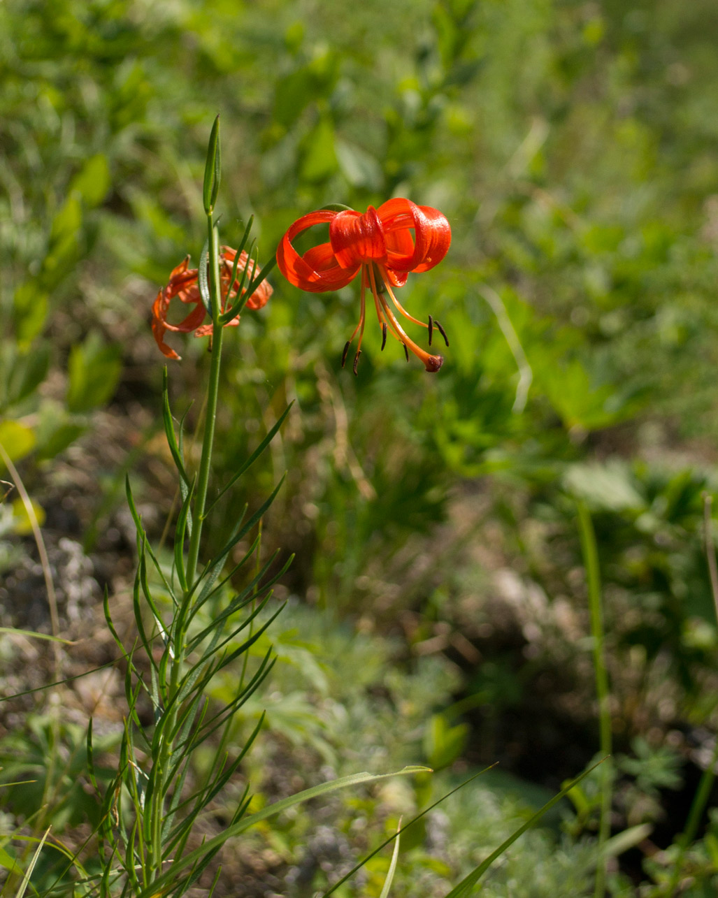 Image of Lilium pumilum specimen.