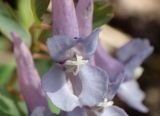 Corydalis solida