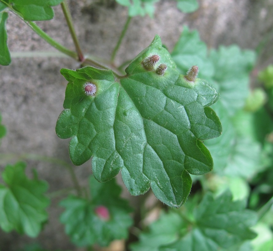 Изображение особи Glechoma hederacea.