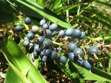 Alpinia caerulea