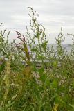 Atriplex calotheca