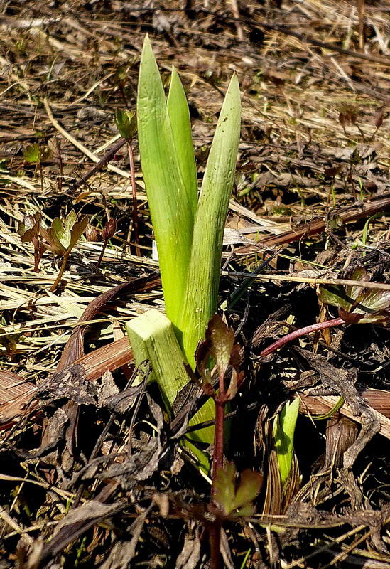 Изображение особи Iris pseudacorus.