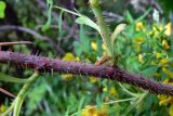 Rosa acicularis