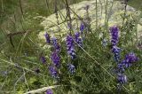 Vicia sosnowskyi