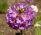 Primula denticulata. Соцветие. Пермский край, г. Пермь, Свердловский р-н, в озеленении двора. 16 мая 2018 г.