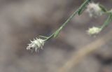 Centaurea pseudosquarrosa